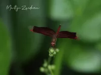 [Neurothemis]